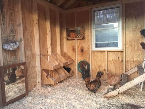 10 Free 8x8 Chicken Coop Plans You Can DIY This Weekend Reban Ayam, Small Chicken Coops, Easy Chicken Coop, Chicken Shed, Chicken Pen, Chicken Coup, Diy Chicken Coop Plans, Chicken Coop Run, Backyard Chicken Farming