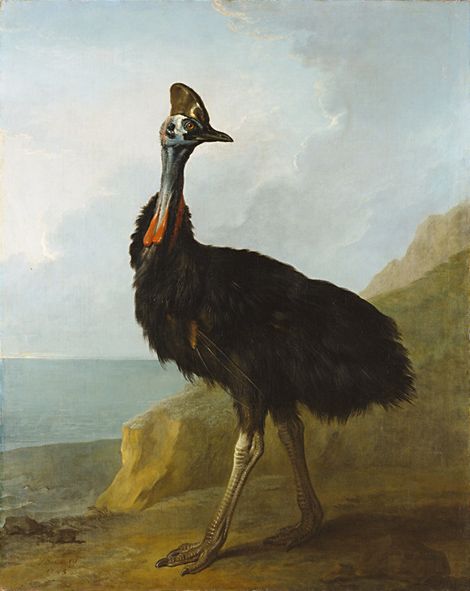 Jean-Baptiste Oudry, Cassowary, 1745 John James Audubon, Wildlife Artists, Fleece Blankets, Jean Baptiste, Oil Painting Reproductions, Handmade Oil, Painting Reproductions, French Art, Natural History