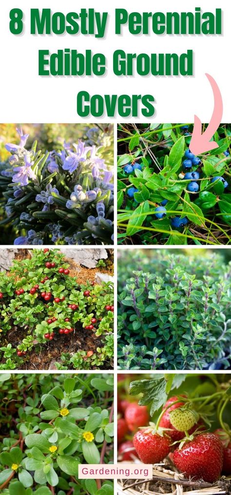 8 Perennial Edible Ground Covers Ground Covering Perennials, Edible Landscaping Zone 8, Edible Ground Cover Plants, Edible Perennials, Fast Growing Ground Cover For Slopes, Thyme Plant, Perennial Ground Cover, Growing Blueberries, Diy Compost