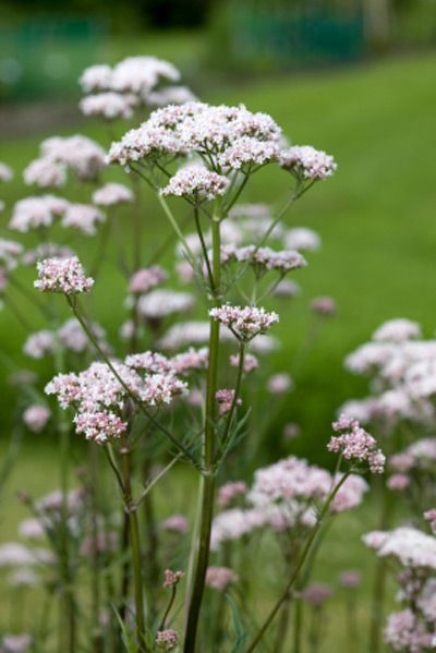 Valeriana Officinalis Cottage Garden Bed, Valerian Essential Oil, Valeriana Officinalis, Wildlife Garden, Meadow Garden, Wildlife Gardening, Chelsea Flower, Plant Combinations, Chelsea Flower Show