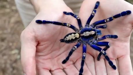 Poecilotheria metallica, also known as the Sapphire Gooty Poecilotheria Metallica, Blue Tarantula, Walking On Glass, Bizarre Books, Big Spiders, Spiders Scary, Widow Spider, Black Widow Spider, Strange Photos