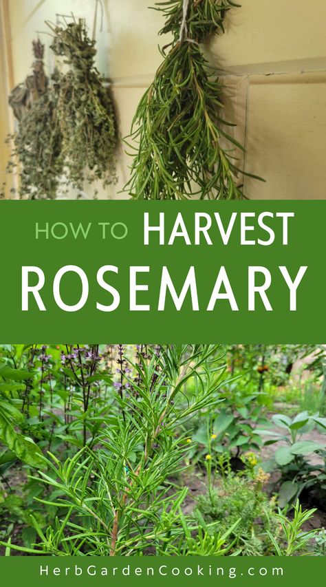 Learn the proper techniques for harvesting rosemary and maximize the flavor and aroma of this homegrown herb. Harvesting Rosemary, Growing Cilantro, Rosemary Plant, Garden Cooking, Rosemary Leaves, Rosemary Sprigs, How To Dry Rosemary, Photosynthesis, Fresh Rosemary