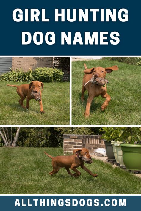 Female Hunting Dog Names, Female Dog Names Country, Girl Hunting Dog Names, Southern Dog Names, Girl Hunting Quotes, Country Dog Names, Tough Dog Names, Puppies Names Female, Hunting Dog Names