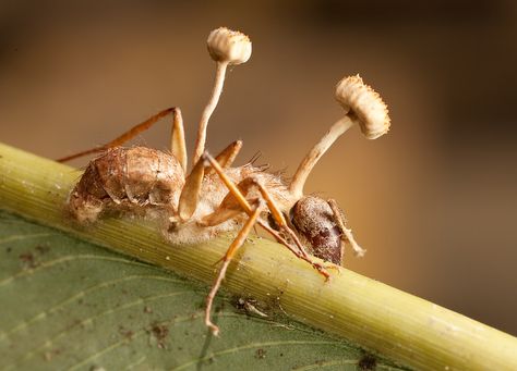 Carpenter Ant, Slime Mould, Mushroom Fungi, Animal Facts, Like Animals, Last Of Us, Ants, Zombie, Bugs