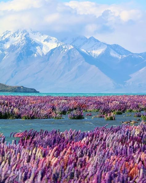 Lake Tekapo New Zealand, Tekapo New Zealand, Travel Japan, Rent A Car, Adventure Awaits, Stunning View, Car Rental, Tourist Attraction, New Zealand