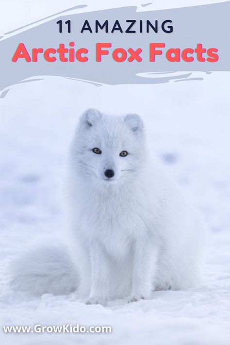 11 Interesting & fun facts about Arctic Foxes that will surely be going to surprise you. Arctic Fox Fact- 3 is the most amazing one. Fox Facts For Kids, Arctic Fox Facts, Amazing Facts For Kids, Fox Facts, Winter Kindergarten Activities, Interesting Fun Facts, Habitats Projects, Arctic Foxes, Dragon Puppets