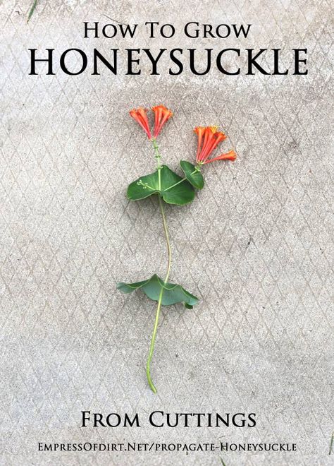 How to grow honeysuckle from cuttings {Propagation Tips} - Empress of Dirt Grow Honeysuckle, Propagation Tips, Honey Suckle, Honeysuckle Vine, Flowers Growing, Garden Vines, Have Inspiration, Hydroponic Gardening, Garden Yard Ideas