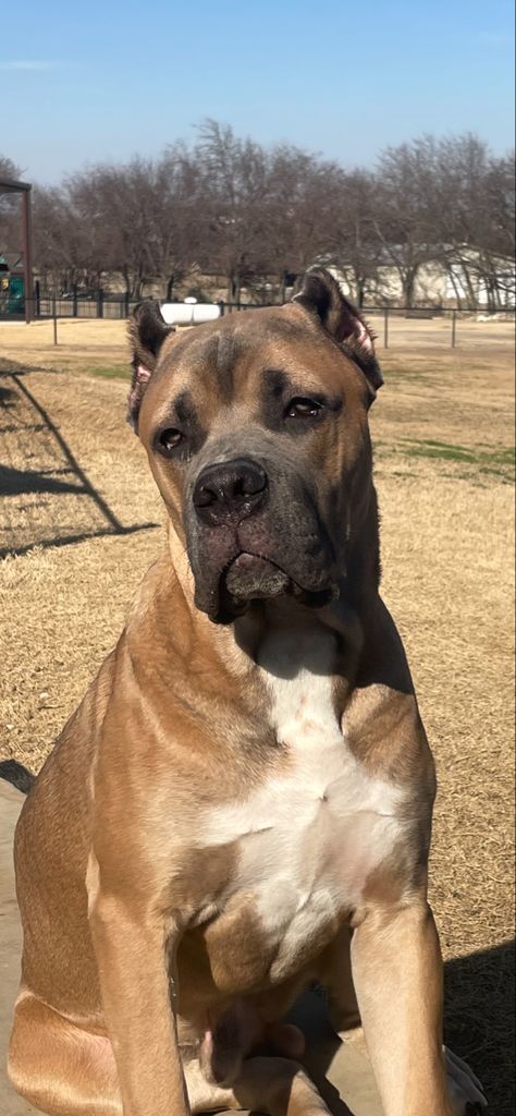 cane corso dog, cane corso, cane corso puppies, cane corso Italian mastiff, cane corso dog formentino, Big Cane Corso, Tan Cane Corso, Cane Corso Formentino, Formentino Cane Corso, Brown Cane Corso, Italian Mastiff Cane Corso, Cane Corso Colors, Burnese Mountain Dog, Cane Corso Dog Breed