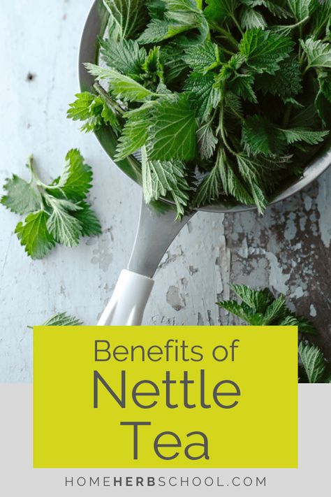 Discover the benefits of nettle tea. The leaf of stinging nettle uses includes nutrition, liver health, anemia, skin, hair, food, joint pain, PMS and menopausal symptoms. #Herbalism #HerbalMedicineCourse Nettle Leaf Benefits, Nettle Tea Benefits, Benefits Of Nettle, Nettle Benefits, Nettle Recipes, Nettle Leaf Tea, Nettle Tea, Natural Headache, Healing Tea