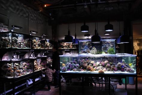 [​IMG] Houston Aquarium, Aquarium Store, Fish Store, Aquarium Shop, Fish Gallery, Reptile House, Reptile Room, Aquarium Terrarium, Fishing Room