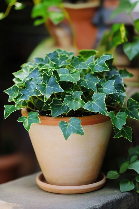 English Ivy (Hedera helix) is a classic and versatile addition to any home! 🌿🏡 With its trailing vines and lush green leaves, this plant is a delightful blend of timeless beauty and adaptability. Quick to thrive in various light conditions and bursting with air-purifying benefits, English Ivy is perfect for adding a touch of elegance to your indoor space.  🌱✨ #EnglishIvy #HederaHelix #IndoorPlants #EasyCare #AirPurifying #GreenHome #PlantLover Indoor Plants For Low Light, Plants For Low Light, Flower Topiary, English Ivy Plant, Plant Vegetables, Plants House, Hedera Helix, Healthy Lungs, Green Ideas