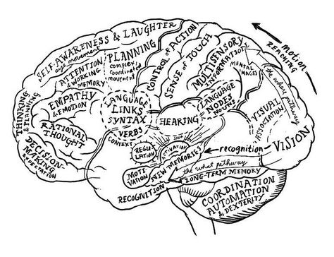 Brain map -- corrected by dgray_xplane, via Flickr Ap Psych, Ap Psychology, Brain Mapping, Brain Facts, Brain Anatomy, The Human Brain, Cognitive Science, Human Brain, Neurology