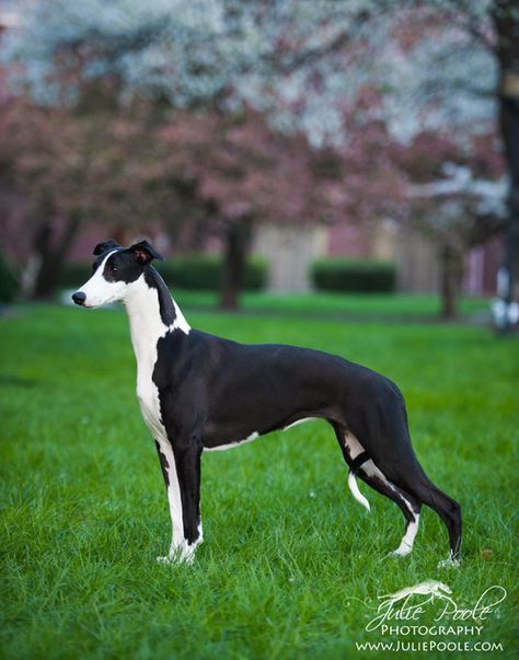 Black whippet by Julie Poole photography Black Whippet, Dog Reference, Dog Day Afternoon, Whippet Dog, Rex Cat, Dogs Lover, Purebred Dogs, Bull Terrier Dog, Wild Dogs