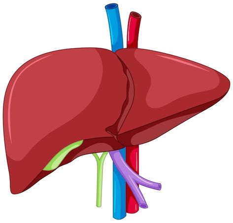 Human Liver Anatomy, Blood Vessels Anatomy, Anatomy Of Human, Human Ribs, Liver Anatomy, Knee Bones, Anatomy Education, Anatomy Flashcards, Lung Anatomy