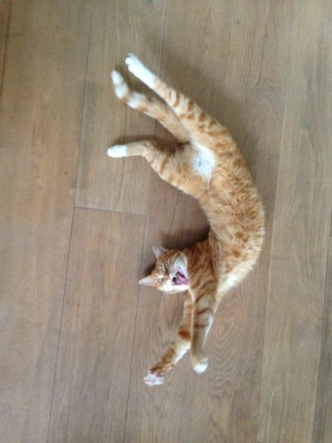 People Are Posting Pics Of Their Cats Stretching, And It’s Hilarious (30  Pics) Cat Weird Pose, Cat Stretching Reference, Cats Arching Their Backs, Weird Cat Poses, Cats In Funny Poses, Cats In Weird Poses, Cats In Different Poses, Cats Full Body Picture, Funny Cat Poses