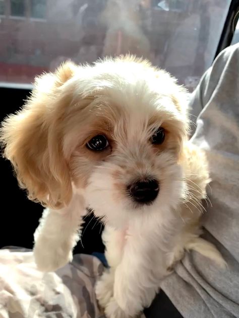 Aesthetic Puppies, Puppies Aesthetic, Puppies Cutest, Cavachon Dog, Puppy Dog Pictures, Cute Fluffy Dogs, Cavachon Puppies, Bichon Frise Puppy, Top Dog Breeds