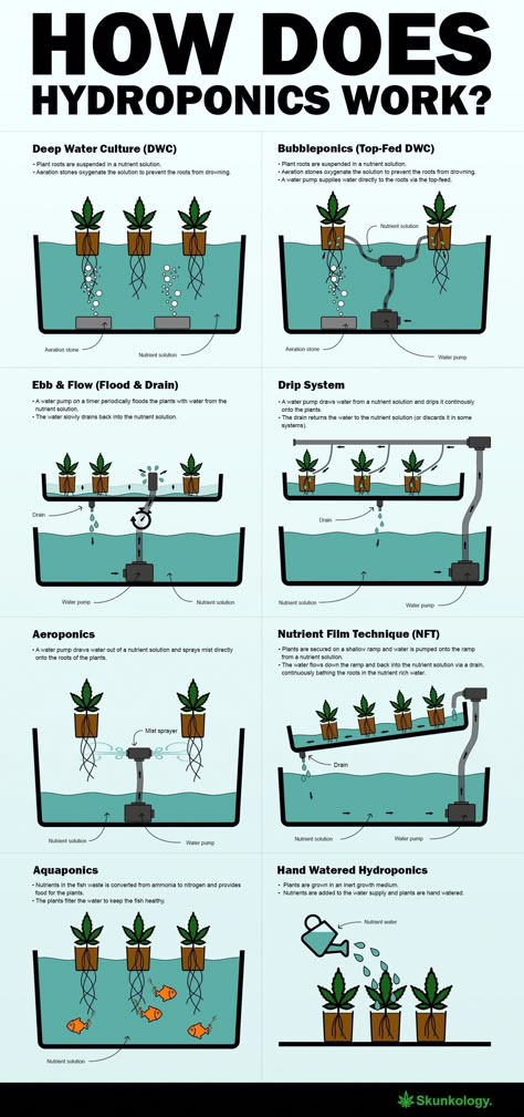 How does hydroponics work #hydroponicsinfographic #hydroponicstips #hydroponicsgardening #organicgardentips #IndoorGardenForVegetables Indoor Vegetables, Hydroponic Garden, Hydroponic Farming, Hydroponics Diy, Aquaponic Gardening, Hydroponic Growing, Indoor Vegetable Gardening, Organic Vegetable Garden, Aquaponics System