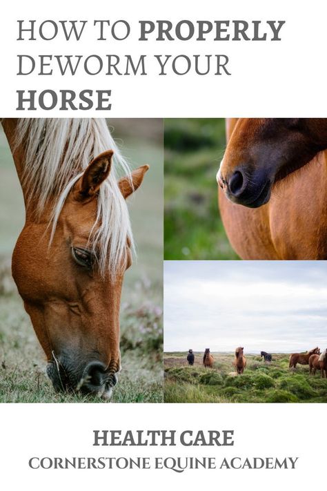 One of the most basic equine health practices we think we must do as good horse owners is de-worming. All horses have some level of worm infestation, but with so many products out there, and conflicting advice online, how do you know where to start? In this post, we'll teach you how to develop your own, customized, horse deworming schedule. | Cornerstone Equine Academy #equine #horse #health #deworming #riding #horsebackriding Horse Worming Schedule, Pig Treats, Horse Education, Homesteading Animals, Horse Knowledge, Horse Supplements, Horse Care Tips, Horse Info, Horse Ideas