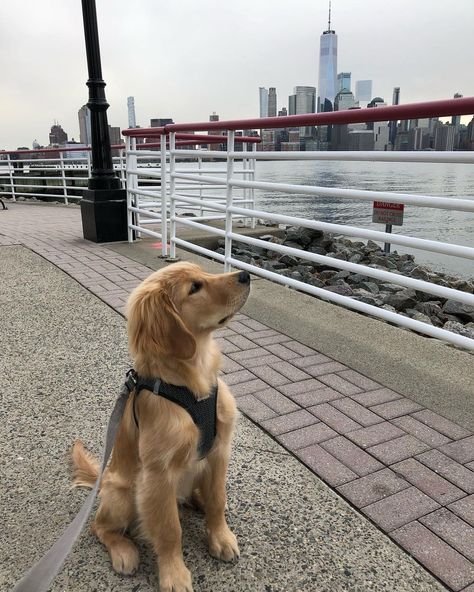 Dark Golden Retriever, Golden Retriever Instagram, New York Dog, York Dog, I Like Dogs, Cute Animals Images, Golden Retrievers, Cute Animal Drawings, Animals Images