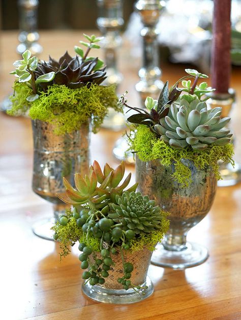 Glitzy Old Glasses: If your old, decorative glasses aren't holding water anymore, have them hold plants such as drooping string of pearls, reindeer moss, and miniature succulents. Cheap Wedding Flowers, نباتات منزلية, Succulent Centerpieces, Deco Nature, Succulent Gardening, Succulent Wedding, Succulents In Containers, Succulent Arrangements, Cactus Y Suculentas