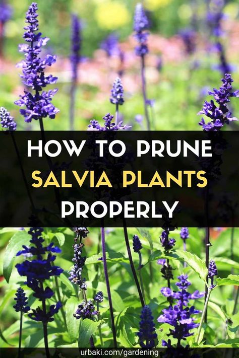 How To Propagate Salvia, What To Plant With Salvia, Salvia Plant Landscaping, Salvia Plant Care, Silver Falls Plant, Salvia Plant, May Night Salvia, Salvia Plants, Purple Salvia