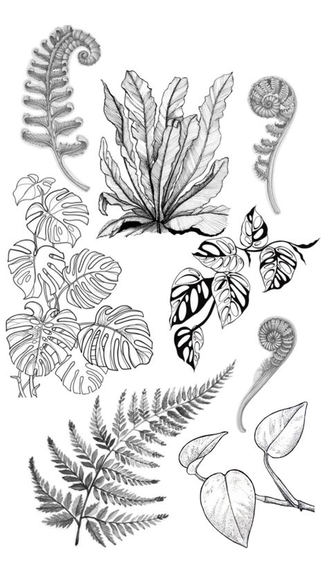 Fern Fiddlehead Tattoo, Fern Plant Tattoo, Sea Plants Tattoo, Nature Tattoo Sketch, Fiddlehead Fern Tattoo, Foliage Drawing, Plant Sketches, Fern Tattoo, Arm Tats