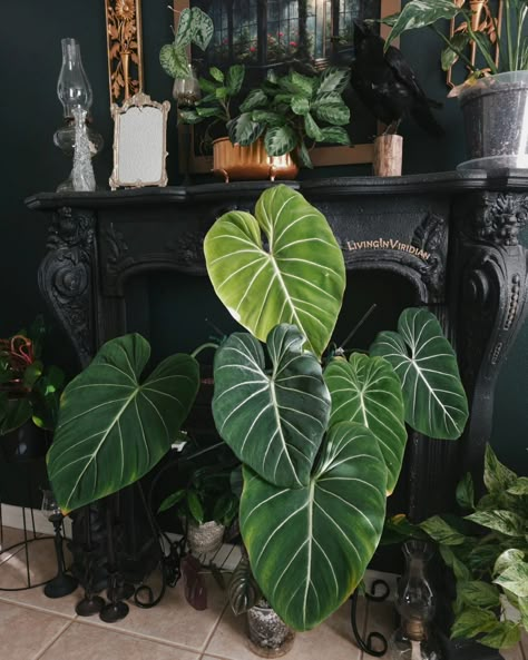 My Gloriosum is doing better in this spot. #plantlove #plants #plantsmakepeoplehappy #plantsofinstagram #houseplants #indoorplants #plantaddict #plantlover #plantparent #plantcollection #indoorplants #aroids #philodendron #philodendrongloriosum #plantlife #goth #gothicdecor #gothichome #vintage #vintagehome #vintagedecor #gothic #darknaturalism Philodendron Gloriosum, Dark Naturalism, Doing Better, Gothic Decor, Gothic House, Plant Collection, Plant Life, Plant Lover, Vintage Decor