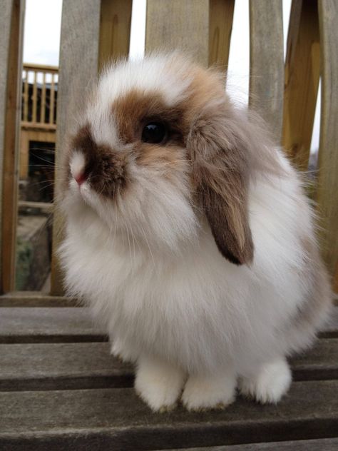 American Fuzzy Lop, Cutest Bunny Ever, Rabbit Wallpaper, Pet Bunny Rabbits, Beautiful Rabbit, Cutee Animals, Cute Bunny Pictures, Bunny Cages