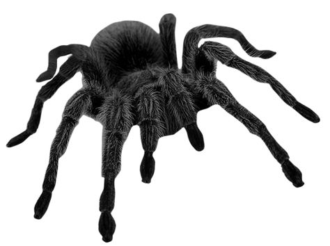 Spider Png, Goth Png, Black Insects, Grunge Png, Creepy Animals, Png Polyvore, Creepy Core, Halloween Flyer, Screen Icon