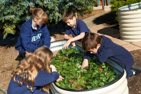 Gardening Club Ideas, School Garden Club, Gardening Club, Childrens Gardening, Love For Nature, Air Purifying House Plants, Easy Gardening, Farmers Insurance, Community Garden