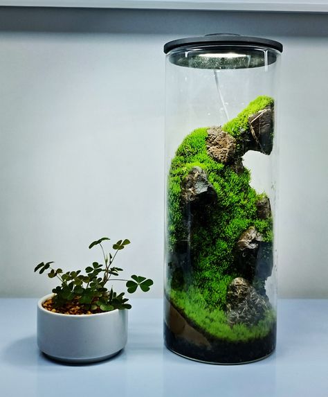 Glass Vase Terrarium, Tall Vase Terrarium, Cylinder Terrarium, Cylinder Aquarium, Tall Terrarium, Vase Terrarium, Tall Cylinder Vases, Terrarium Moss, Wabi Kusa