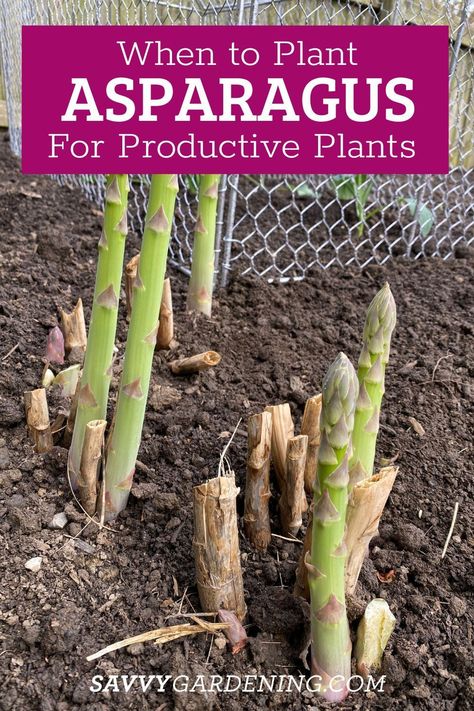 When to plant asparagus for healthy, productive plants. The best times to grow asparagus in your home vegetable garden. Asparagus is one of those early vegetables. Get tips here about planting and growing asparagus and the best time to start your crop. #GrowingAsparagus Transplant Asparagus, When To Plant Asparagus, Planting Asparagus Crowns, Asparagus Plants, Plant Asparagus, Grow Asparagus, Growing Asparagus, Asparagus Plant, Growing Vegetables In Pots