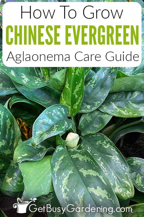 Chinese evergreen plant care can be easy, even for beginners, with this comprehensive guide that covers everything in one convenient place. Get tons of information, from the most popular Aglaonema varieties, light requirements, and best soil, to how to water them, how to repot, and much more. With my advice on how to take care of a Chinese evergreen you’ll be ready to tackle projects like pruning, propagation, pest control, or even how to troubleshoot problems like yellow leaves and brown tips. Chinese Evergreen Plant Care, Aglaonema Varieties, Chinese Evergreen Plant, Brown Tips, Evergreen Flowers, Plant Care Guide, Chinese Evergreen, Evergreen Plants, Houseplants Indoor