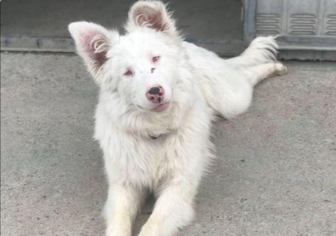 Albino Border Collie, Border Collie Facts, Albino Dog, Girl Hair Drawing, Albino Animals, Hair Drawing, Wolf Dog, Silly Animals, Like Animals