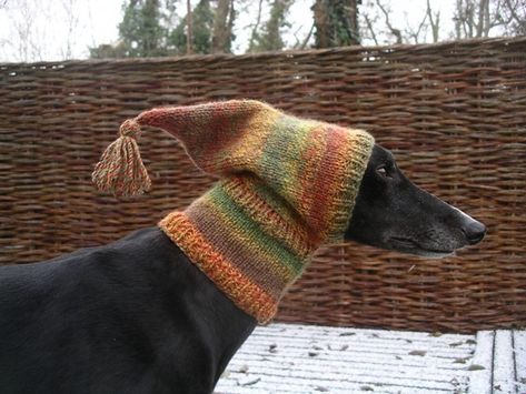 Pixie Hat, Dog Sweater, Raise Funds, Knitted Hat, Whippet, 귀여운 동물, Greyhound, Drawing Reference, Knitting Pattern