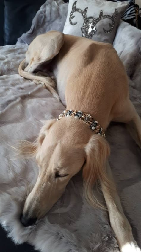 Great saluki boy with RebelSoulEK beaded dog collar Saluki Aesthetic, Dog Collar Ideas, Dog Collar Aesthetic, Dog Collar Display, Saluki Puppy, Gucci Dog Collar, Dog Collar Diy Tutorials, Collar Display, Collar Aesthetic