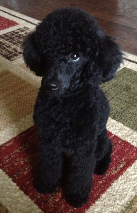 Poodle love. Poodle Cuts, Puppy Baby, Black Poodle, Toy Poodles, Daisy Duke, Positive Dog Training, Poodle Grooming, Dog Haircuts, Mini Poodles