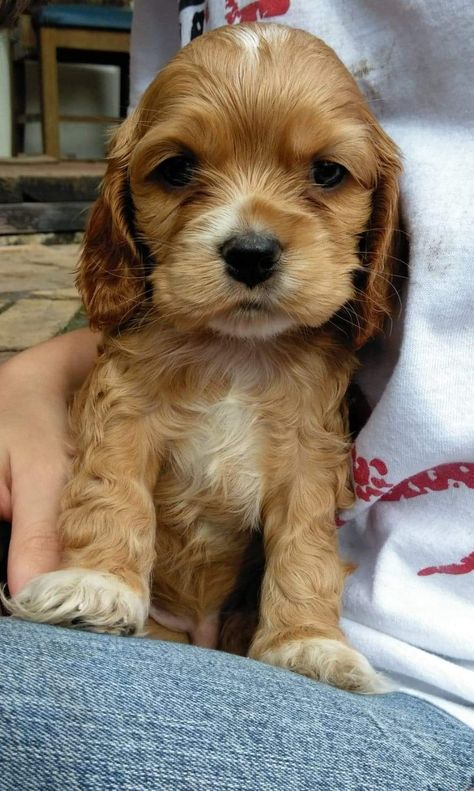 A pup named Murphy. He's a red cocker spaniel with a heart of gold. #Music #IndieArtist #Chicago Golden English Cocker Spaniel Puppy, Baby Cocker Spaniel Puppies, Black Cocker Spaniel Puppies, Red Cocker Spaniel, Cocker Spaniel Golden, Golden Retriever Cocker Spaniel Mix Dogs, Cocker Spaniel Rescue, Chocolate And Tan Cocker Spaniel, Cocker Spaniel Coquette