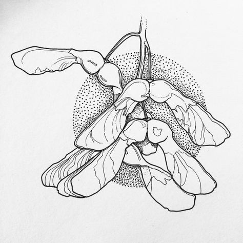 Sycamore seeds. Maple Seed Illustration, Sycamore Seeds Drawing, Sycamore Tree Drawing, Sycamore Seed Tattoo, Sycamore Tattoo, Micropen Art, Seed Tattoo, Seed Illustration, Maple Seeds