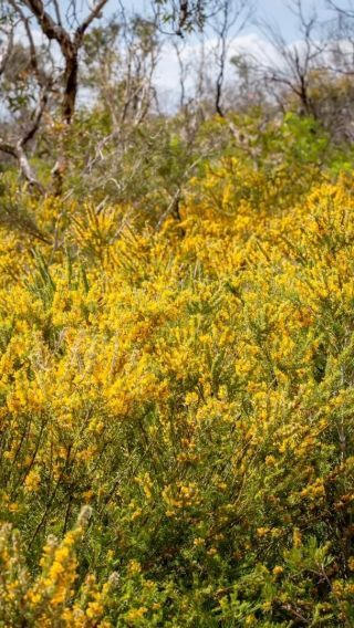 An Australian native cottage garden- The Botanical Planet Australian Native Flower Farm, Australian Native Pollinator Garden, Native Australian Garden Wa, Tasmanian Native Plants, Western Australian Wildflowers, Australian Garden Design, Flannel Flower, Daisy Field, Kings Park