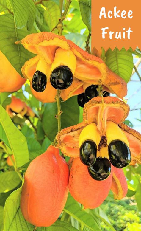 Ackee is the nation fruit of Jamaica and one of the key ingredients in the national dish, but this fruit bring fear in some. Learn why when you click the link. #ackeefruit. ackeefruitjamaica #jamaicanackeefruit Jamaican Garden, Ackee Tree, Jamaican Fruits, Ackee Fruit, Caribbean Fruits, Jamaica Nails, Jamaican Breakfast, African Garden, Multicultural Activities