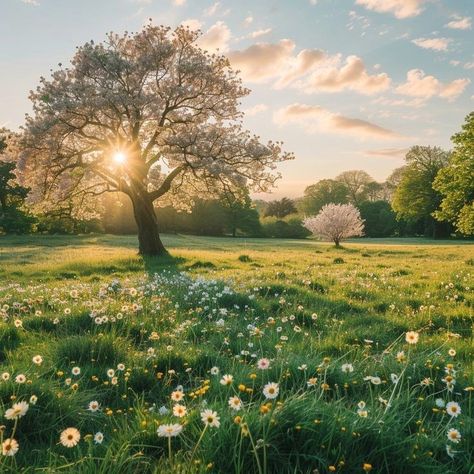 Majestic Tree, Grassy Meadow, Flowers Daisies, Watercolor Eyes, Tree Flowers, Nature Watercolor, Pretty Landscapes, Meadow Flowers, Nature Tree