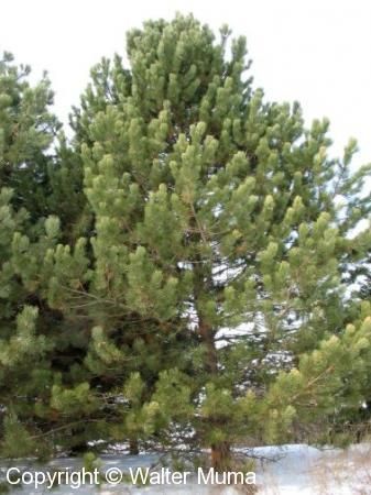 Pinus Tree, Austrian Pine Tree, Austrian Pine, Pine Trees, Trees And Shrubs, Pine Tree, Outdoor Spaces, Ontario, Trees