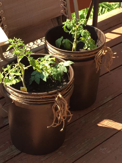 Diy 5 gallon bucket patio container tomato planter   Spray a 5 gallon bucket and add twine I used 4 cans of metallic textured spray paint on a home depot bucket Hide 5 Gallon Bucket, Paint Bucket Planter Diy, Paint Bucket Ideas Flower Pots, Decorate 5 Gallon Bucket Ideas, 5 Gallon Bucket Planter Ideas, Paint Bucket Ideas, Tomato Planter, Textured Spray Paint, Bucket Ideas