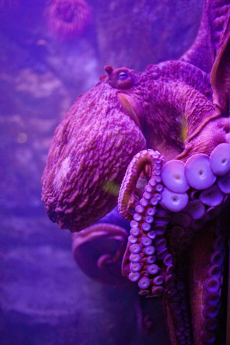 Purple Octopus, Purple Things, Life Under The Sea, Octopus Art, Water Animals, Beautiful Sea Creatures, Underwater Life, Ocean Creatures, Ocean Animals