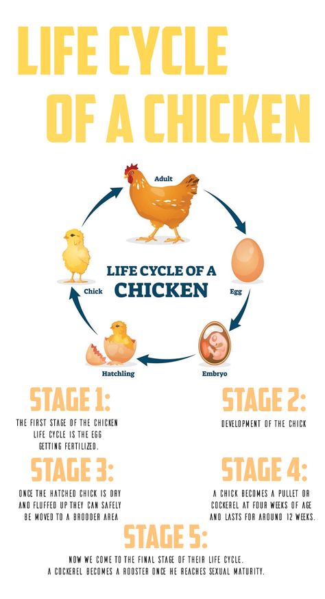 The life cycle of a chicken is quite fascinating for most poultry fanatics! Just thinking that an egg can hold a tiny germ that in twenty one days can hatch into a beautiful little chick still amazes me. To think that this chick will grow into a plump hen who in turn will lay eggs to continue the evolution of the flock is a small daily miracle. Today’s article will focus on the life cycle of A Chicken Life Cycle Of Hen, Swelling Remedies, Life Cycle Of A Chicken, Tri Fold Poster, Chicken Life Cycle, Chicken Poster, Vertebrates And Invertebrates, Adjective Worksheet, Chicken Shop