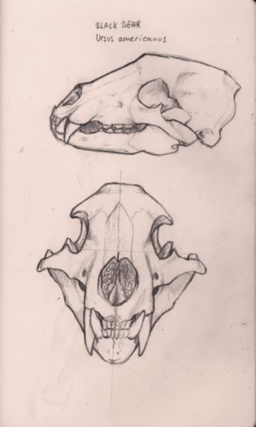 Animal Bones Drawing Sketch, Bear Skull Reference, Pig Skull Drawing, Raccoon Skull Drawing, Dog Skull Reference, Bear Skull Drawing, Bear Skull Tattoo, Animal Skull Art, Animal Skull Drawing