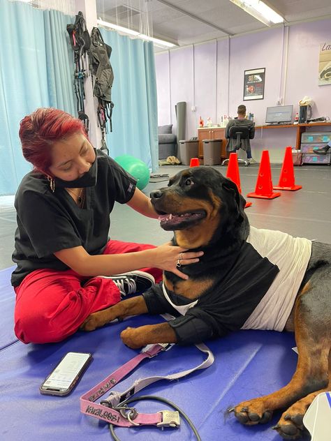 Animal Physiotherapy, Horse Physiotherapy, Dog Physiotherapy, Canine Physical Therapy, Vet Dream Job, Physio Therapy, Dog Hydrotherapy, Zoo Tampa, Dog Physical Therapy