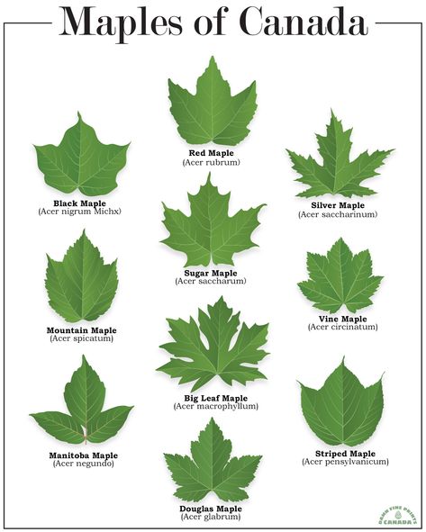 Tree Bark Identification, Tree Leaf Identification, Leaf Identification, Tree Identification, Weird Plants, Maple Trees, Married Couples, Big Leaves, Maple Tree