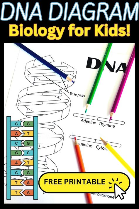 Genetics Lessons Middle School, Dna Middle School Activities, Genetics Project High School, Dna Stem Activities, Dna Coloring Sheet, Dna Activities For Kids, Dna Craft, Highschool Biology, Dna Lesson